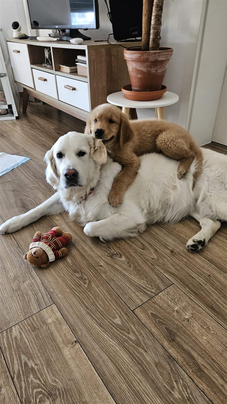 Zlatý retriever a šteniatko v Harmony Dog SPA