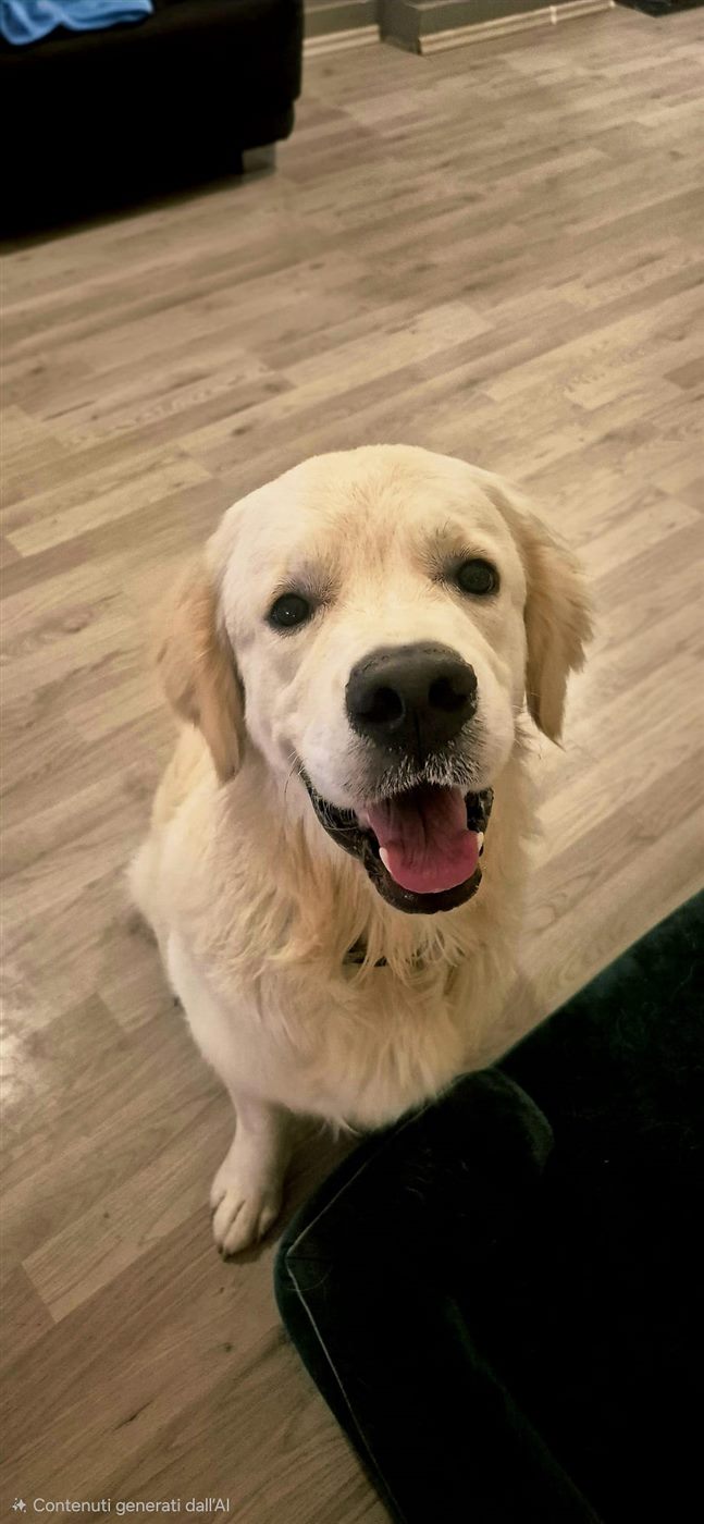 Usmiaty retriever v škôlke