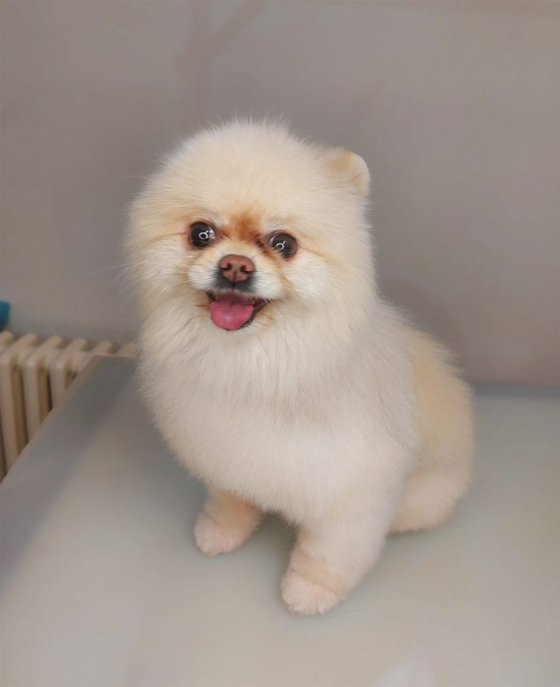 Krémový pomeranian po úprave v Harmony Dog SPA